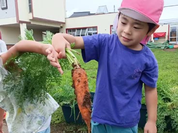 たんぽぽ組で育てた人参を収穫しました！