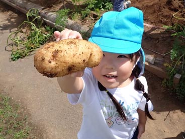 ６月に植えたジャガイモを収穫しました！